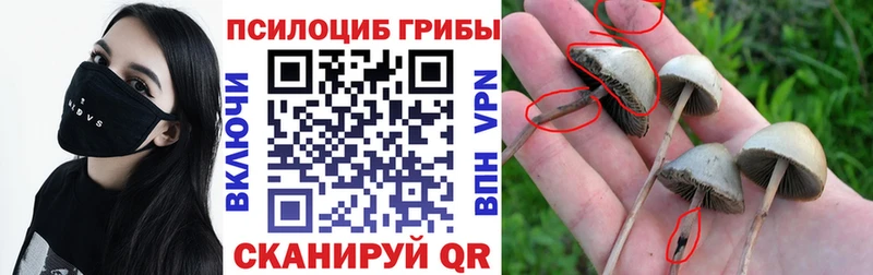 mega ссылки  купить  цена  Амурск  Галлюциногенные грибы Psilocybe 